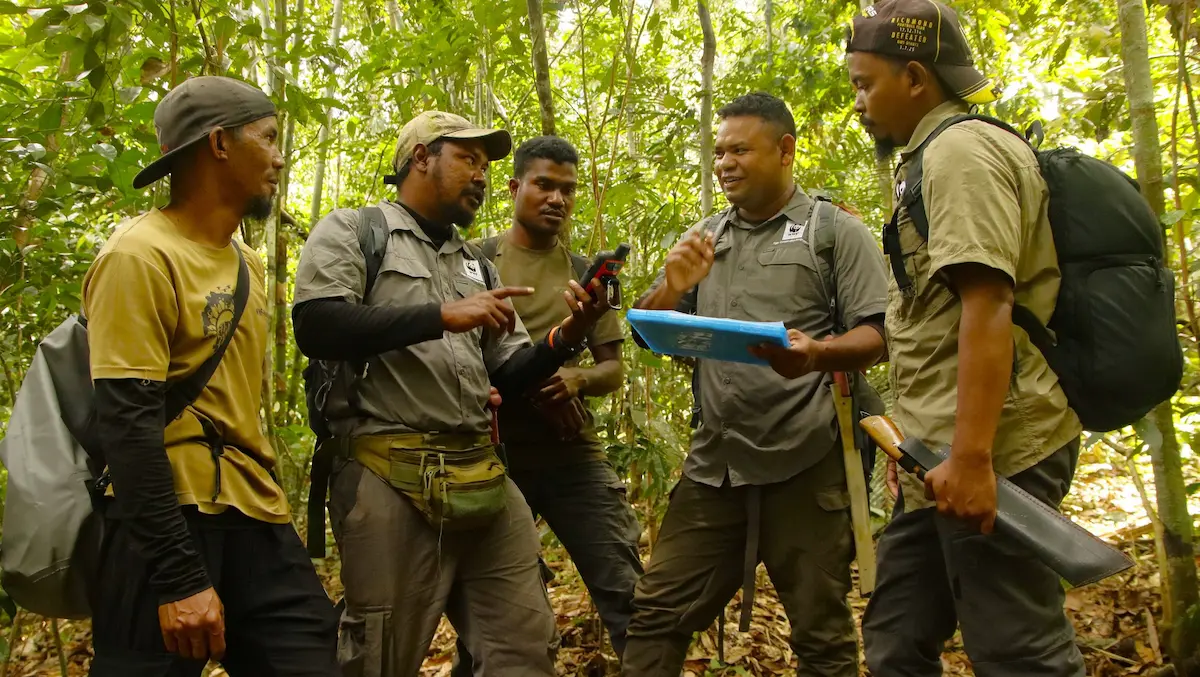 WWF Malaysia Tiger images captured by camera traps