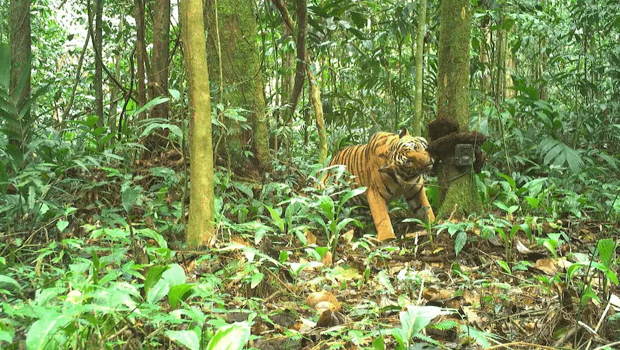 WWF Malaysia tiger patrol team in the field working to protect wild tigers